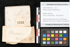Foto (Objekt + Etikett) von Planera ungeri Ettingshausen (NHMW-GEO-2024-0188-8123)